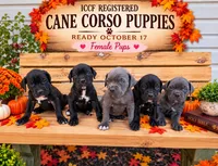 Black female orange collar , a female Cane Corso for sale in Lula, GA – 2 of 2