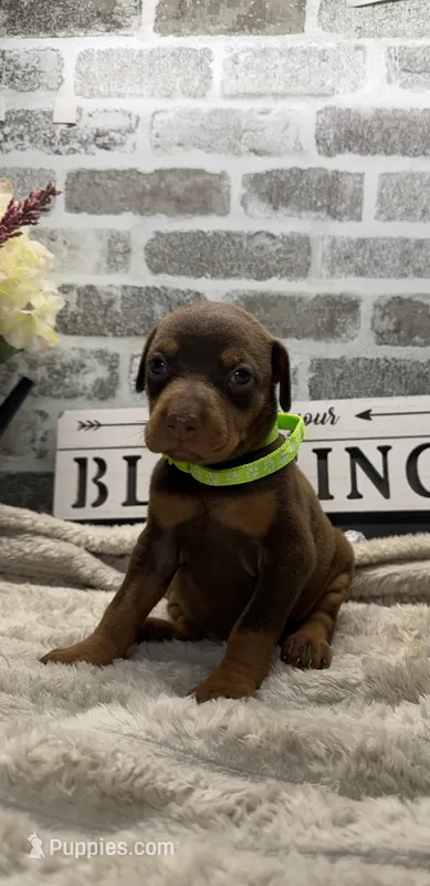 Red female green collar – Doberman Pinscher puppy for sale in Lula, GA