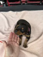 Black female , a female Doberman Pinscher for sale in Lula, GA – 1 of 6