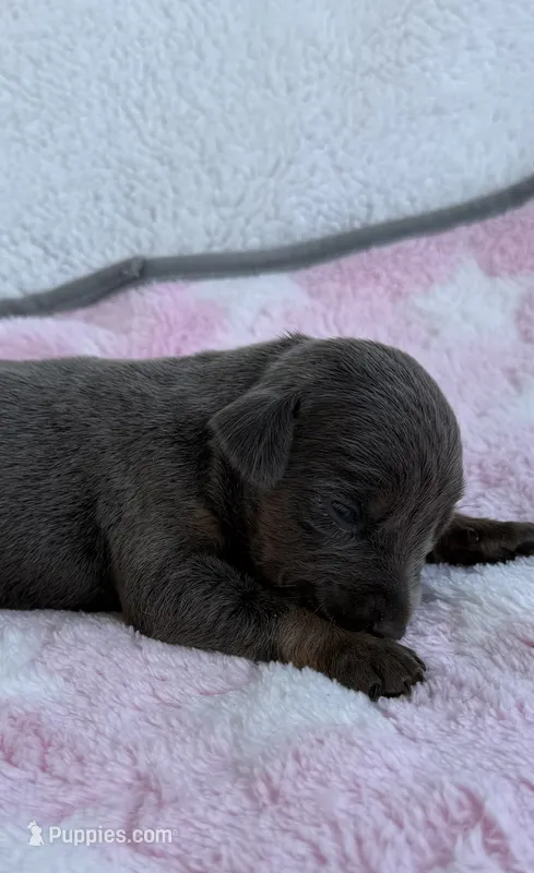 Blue – Doberman Pinscher puppy for sale in Lula, GA