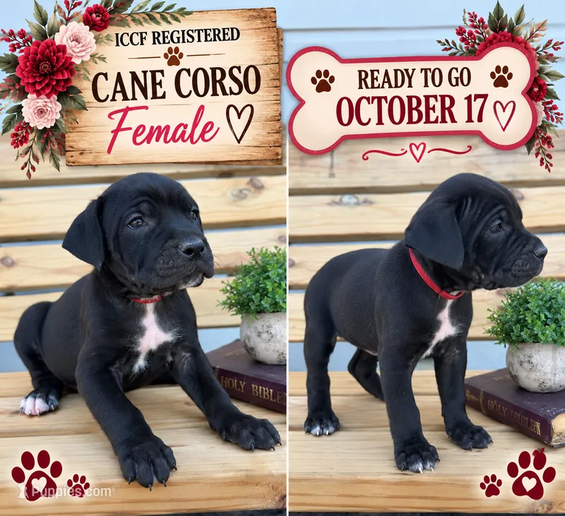 Black female red collar  – Cane Corso puppy for sale in Lula, GA