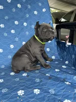 Blue female green collar , a female Cane Corso for sale in Lula, GA – 4 of 5