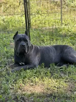 Boy, light blue collar, a male Cane Corso for sale in Lula, GA – Photo 9 of 9