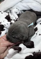 Boy, light blue collar, a male Cane Corso for sale in Lula, GA – Photo 3 of 9
