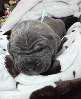 Boy, light blue collar, a male Cane Corso for sale in Lula, GA – Photo 5 of 9