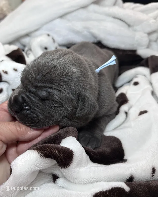 Boy, light blue collar – Cane Corso puppy for sale in Lula, GA