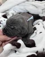 Boy, light blue collar, a male Cane Corso for sale in Lula, GA – Photo 1 of 9
