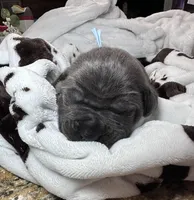 Boy, light blue collar, a male Cane Corso for sale in Lula, GA – Photo 7 of 9