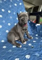 Blue girl pink collar , a female Cane Corso for sale in Lula, GA – 3 of 5