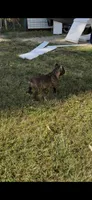 Brindle boy, a male Cane Corso for sale in Lula, GA – 8 of 9