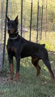 Black female pink collar , a female Doberman Pinscher for sale in Lula, GA – 8 of 8