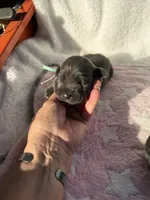 Blue female teal collar, a female Cane Corso for sale in Lula, GA – 2 of 4