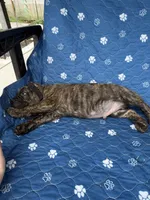 Brindle boy , a male Cane Corso for sale in Lula, GA – 6 of 6