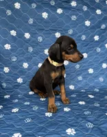 Black female tan collar , a female Doberman Pinscher for sale in Lula, GA – 2 of 5