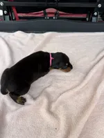 Black female , a female Doberman Pinscher for sale in Lula, GA – 5 of 6