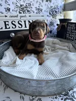 Red female pink collar , a female Doberman Pinscher for sale in Lula, GA – 2 of 9