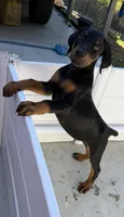 Black male , a male Cane Corso for sale in Lula, GA – 2 of 9