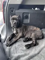 Brindle female , a female Cane Corso for sale in Lula, GA – Photo 4 of 9