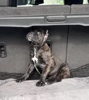 Brindle female , a female Cane Corso for sale in Lula, GA – Photo 2 of 9