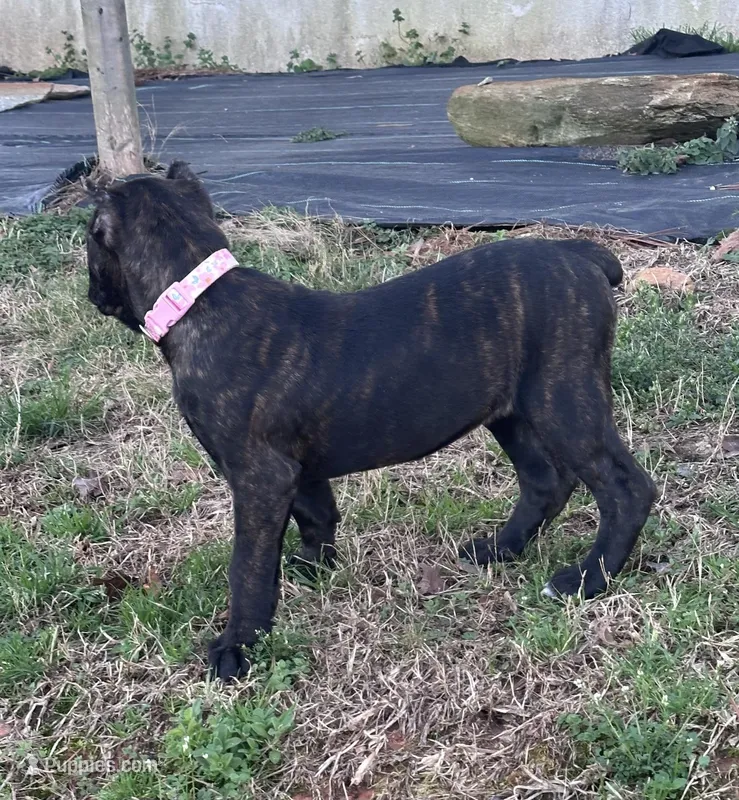 Brindle female  – Cane Corso puppy for sale in Lula, GA