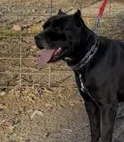 Brindle female , a female Cane Corso for sale in Lula, GA – Photo 5 of 9