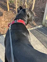 Brindle female , a female Cane Corso for sale in Lula, GA – Photo 9 of 9