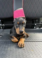 Black female pink collar , a female Doberman Pinscher for sale in Lula, GA – 3 of 5