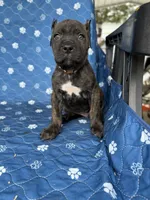 Brindle boy 2 , a male Cane Corso for sale in Lula, GA – 2 of 5