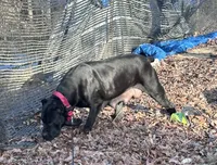 Black boy Red Collar, a male Cane Corso for sale in Lula, GA – Photo 5 of 9