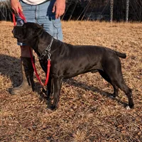 Black boy Red Collar, a male Cane Corso for sale in Lula, GA – Photo 7 of 9