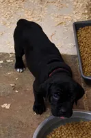Black boy Red Collar, a male Cane Corso for sale in Lula, GA – Photo 3 of 9