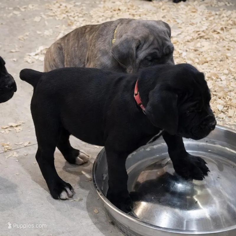 Black boy Red Collar