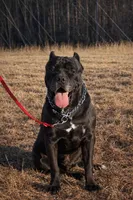 Black boy Red Collar, a male Cane Corso for sale in Lula, GA – Photo 8 of 9