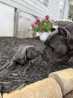 Blue female ears cropped , a female Cane Corso for sale in Lula, GA – 2 of 6