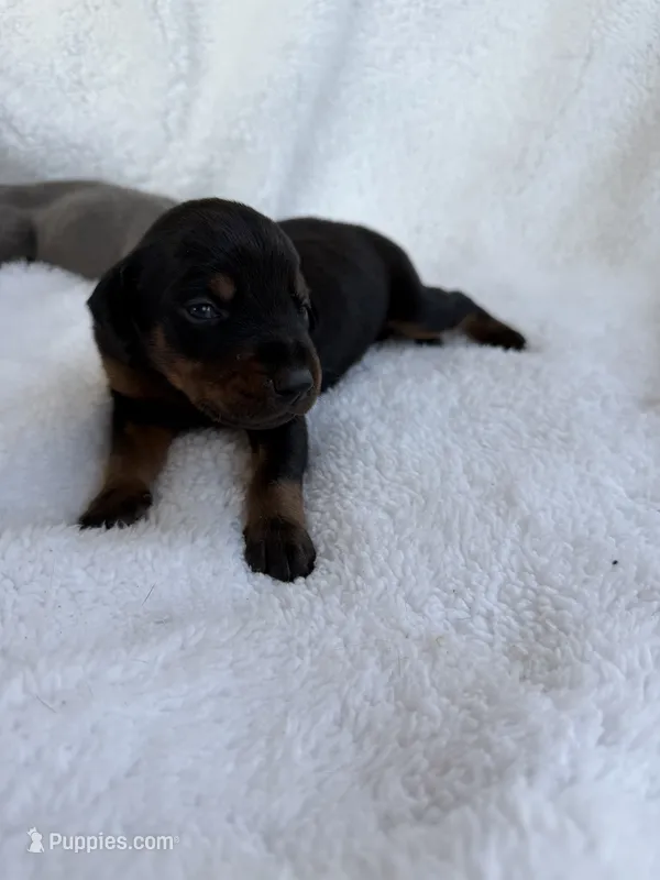 Black male – Doberman Pinscher puppy for sale in Lula, GA
