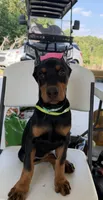 Teal collar girl, a female Doberman Pinscher for sale in Lula, GA – 2 of 6