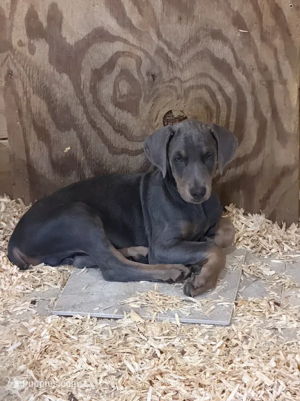 Blue male  – Doberman Pinscher puppy for sale in Lula, GA