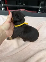 Black male , a male Doberman Pinscher for sale in Lula, GA – 3 of 6