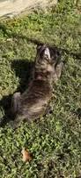 Brindle boy, a male Cane Corso for sale in Lula, GA – 6 of 9