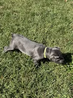 Blue girl green collar , a female Cane Corso for sale in Lula, GA – 4 of 9
