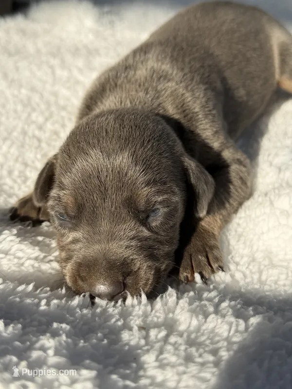 Blue male – Doberman Pinscher puppy for sale in Lula, GA