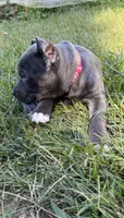 Blue girl pink collar. , a female Cane Corso for sale in Lula, GA – 3 of 10