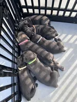 Blue girl, brown collar, a female Cane Corso for sale in Lula, GA – Photo 6 of 6