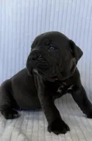 Blue girl, brown collar, a female Cane Corso for sale in Lula, GA – Photo 1 of 6
