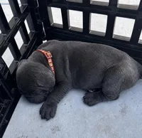 Blue girl, brown collar, a female Cane Corso for sale in Lula, GA – Photo 4 of 6