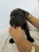 Blue girl, brown collar, a female Cane Corso for sale in Lula, GA – Photo 2 of 6