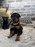 Black male tan collar , a male Doberman Pinscher for sale in Lula, GA – 4 of 4