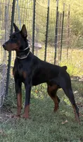 Black male blue collar.  , a male Doberman Pinscher for sale in Lula, GA – 6 of 6