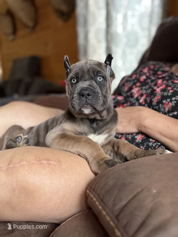 Formantino female ears cropped  – Cane Corso puppy for sale in Lula, GA
