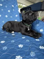 Black Female green collar, a female Cane Corso for sale in Lula, GA – 3 of 6